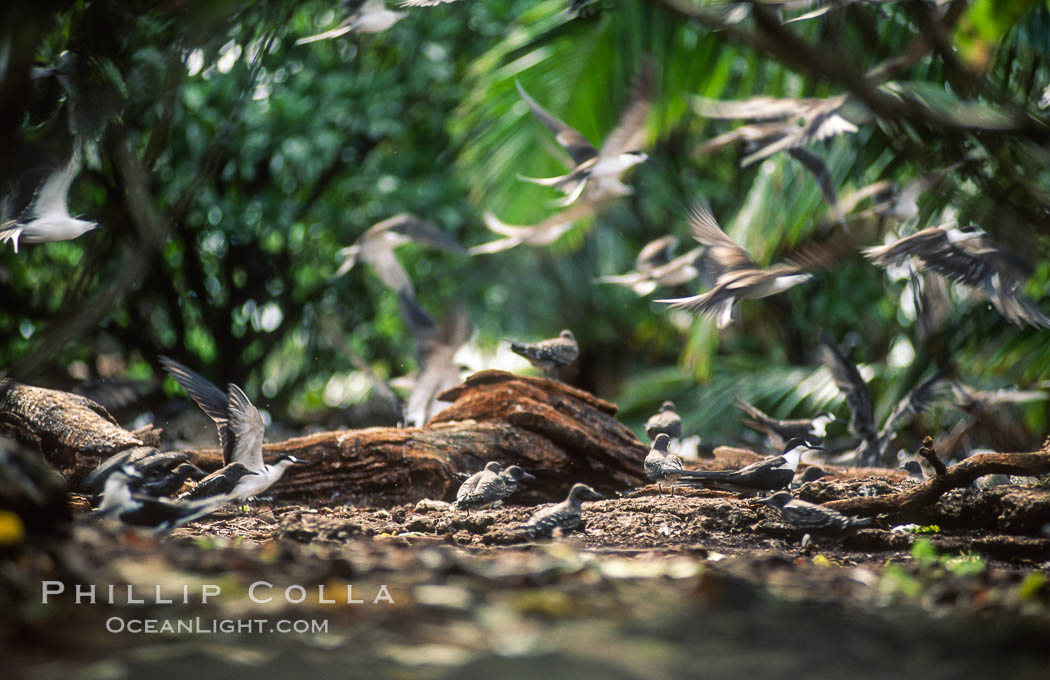 Seabirds shelter among Pisonia trees on Rose Atoll. Rose Atoll National Wildlife Refuge, American Samoa, USA, natural history stock photograph, photo id 00901