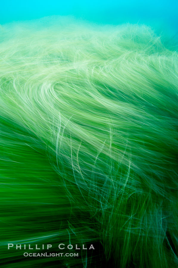 Seagrass sways underneath passing waves., natural history stock photograph, photo id 17417