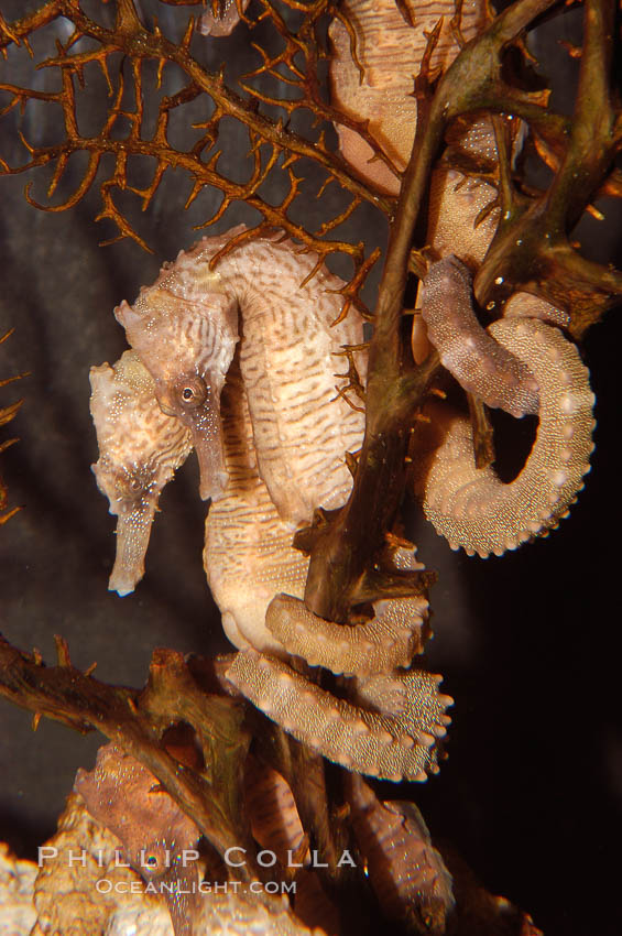Seahorse., Hippocampus, natural history stock photograph, photo id 08713