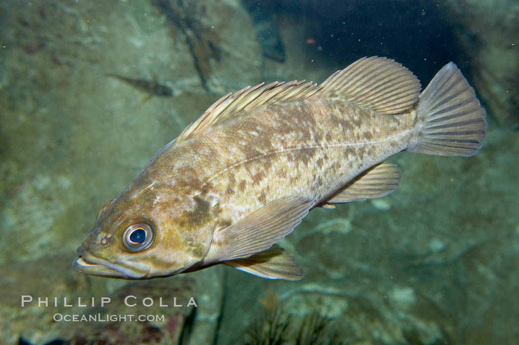 Kelp rockfish., Sebastes atrovirens, natural history stock photograph, photo id 11868
