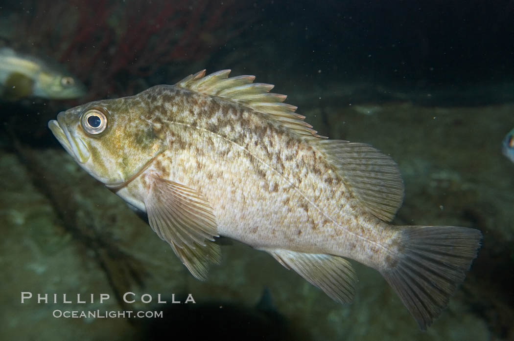 Kelp rockfish., Sebastes atrovirens, natural history stock photograph, photo id 11871