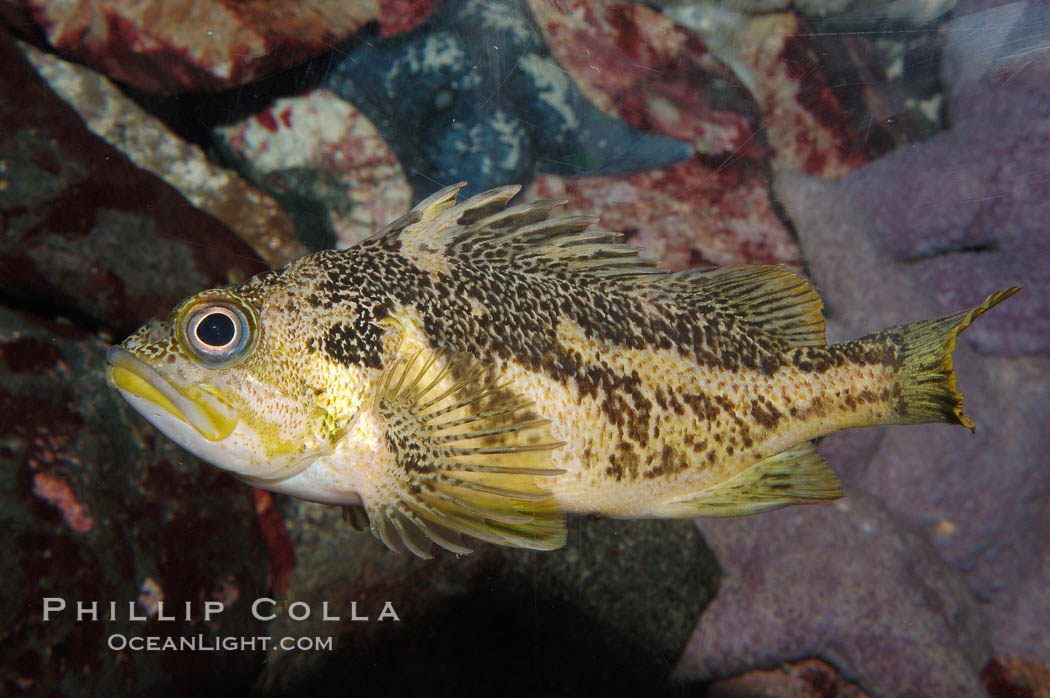 Copper rockfish., Sebastes caurinus, natural history stock photograph, photo id 08922