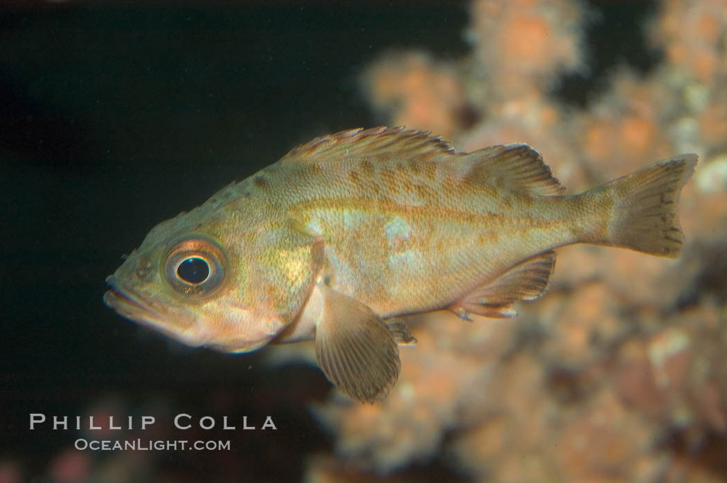 Splitnosed rockfish., Sebastes diploproa, natural history stock photograph, photo id 07891