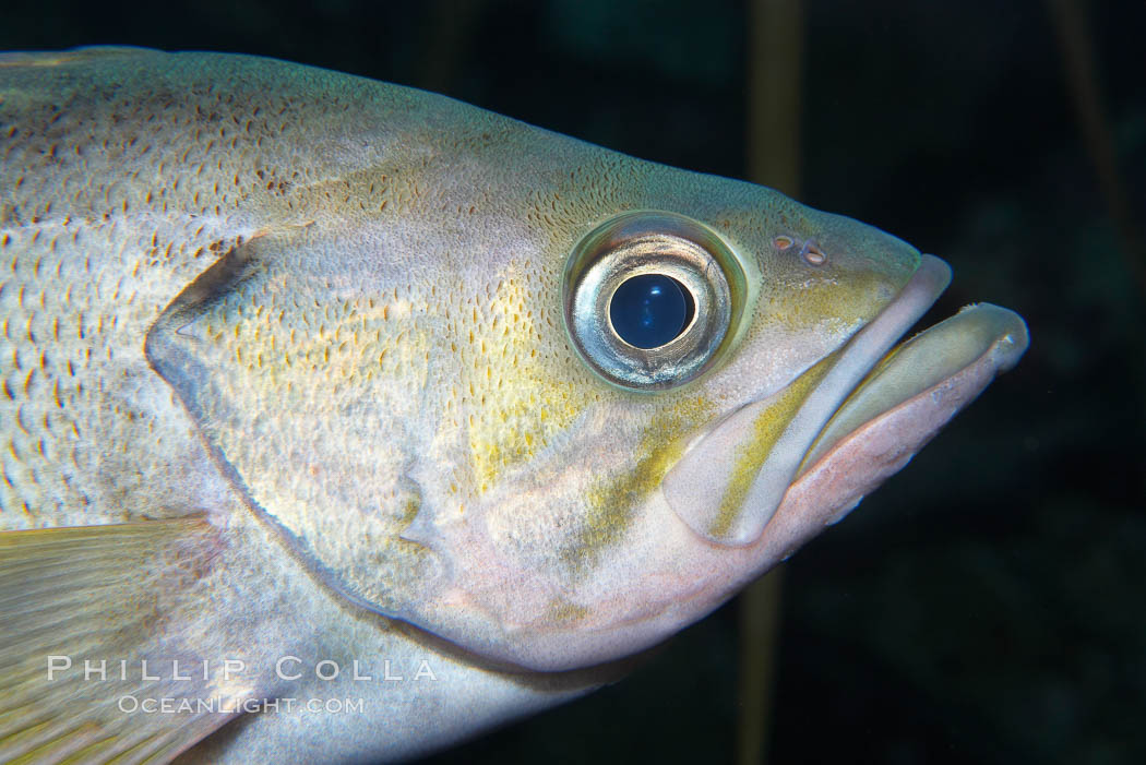 Yellowtail rockfish are found the eastern Aleutian island as far south as southern California, and can live over 60 years., Sebastes flavidus, natural history stock photograph, photo id 16960
