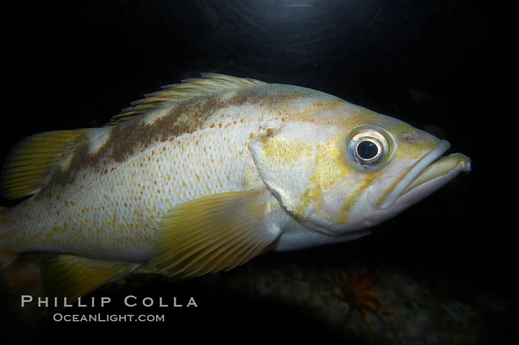 Yellowtail rockfish., Sebastes flavidus, natural history stock photograph, photo id 11879