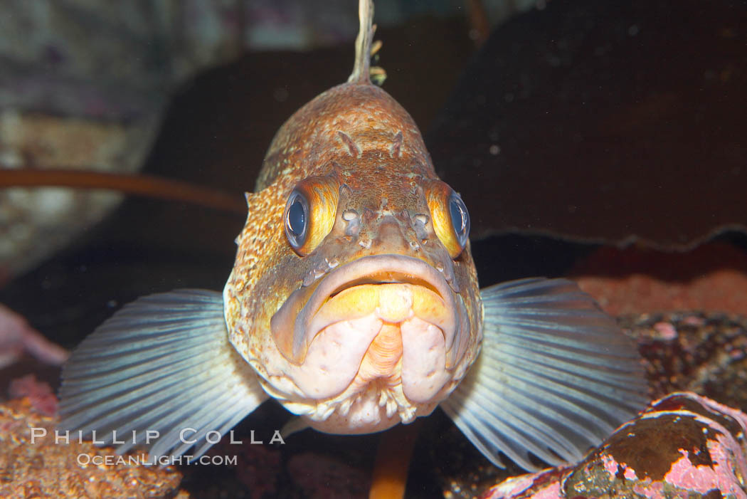 Quillback rockfish., Sebastes maliger, natural history stock photograph, photo id 19008