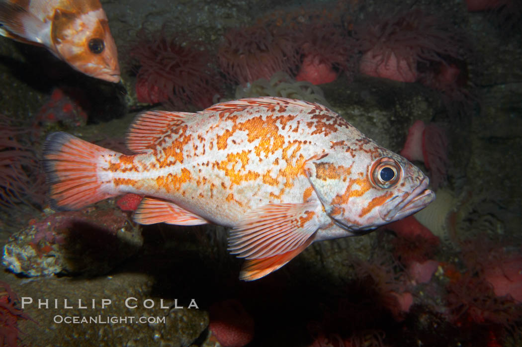 Vermillion rockfish., Sebastes miniatus, natural history stock photograph, photo id 11862