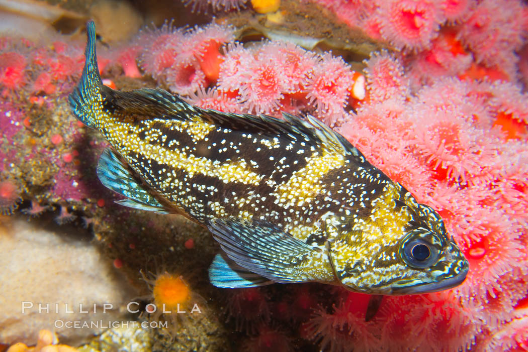 China rockfish., Sebastes nebulosus, natural history stock photograph, photo id 14040