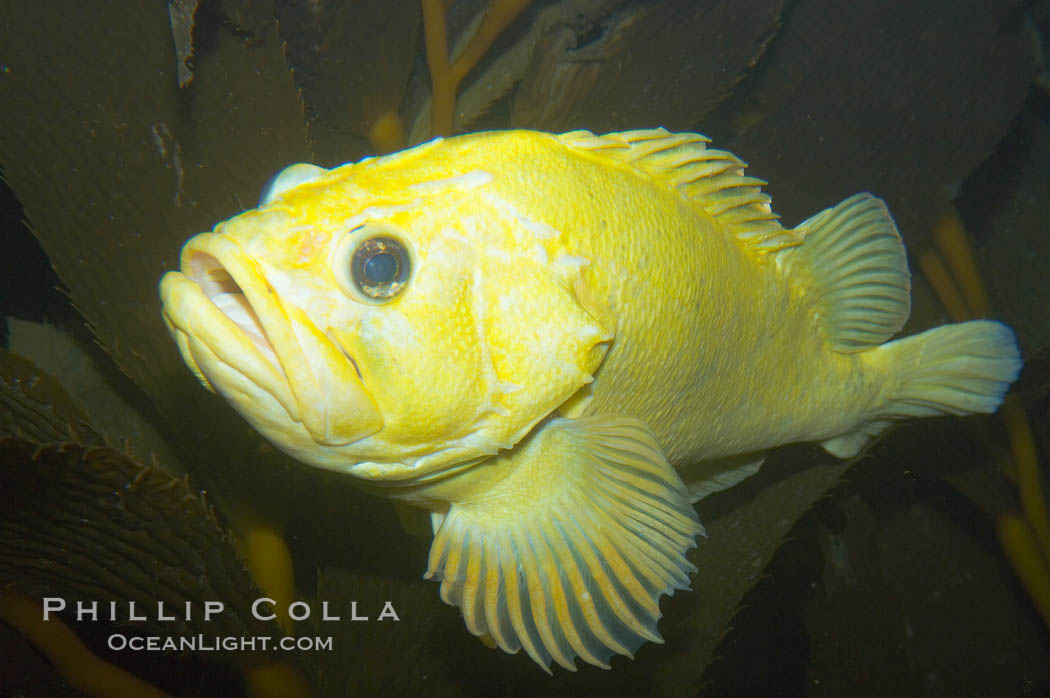 Grass rockfish.  Most grass rockfish are olive green.  This one yellow, an uncommon genetic variation., Sebastes rastrelliger, natural history stock photograph, photo id 14037
