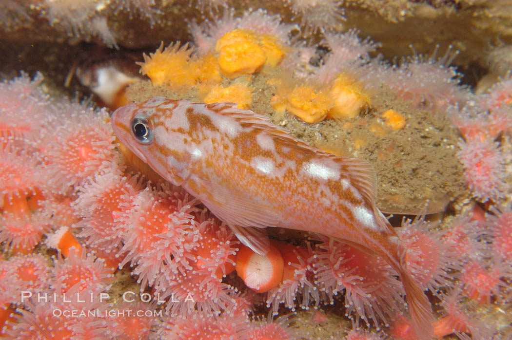 Rosy rockfish., Sebastes rosaceus, natural history stock photograph, photo id 09001