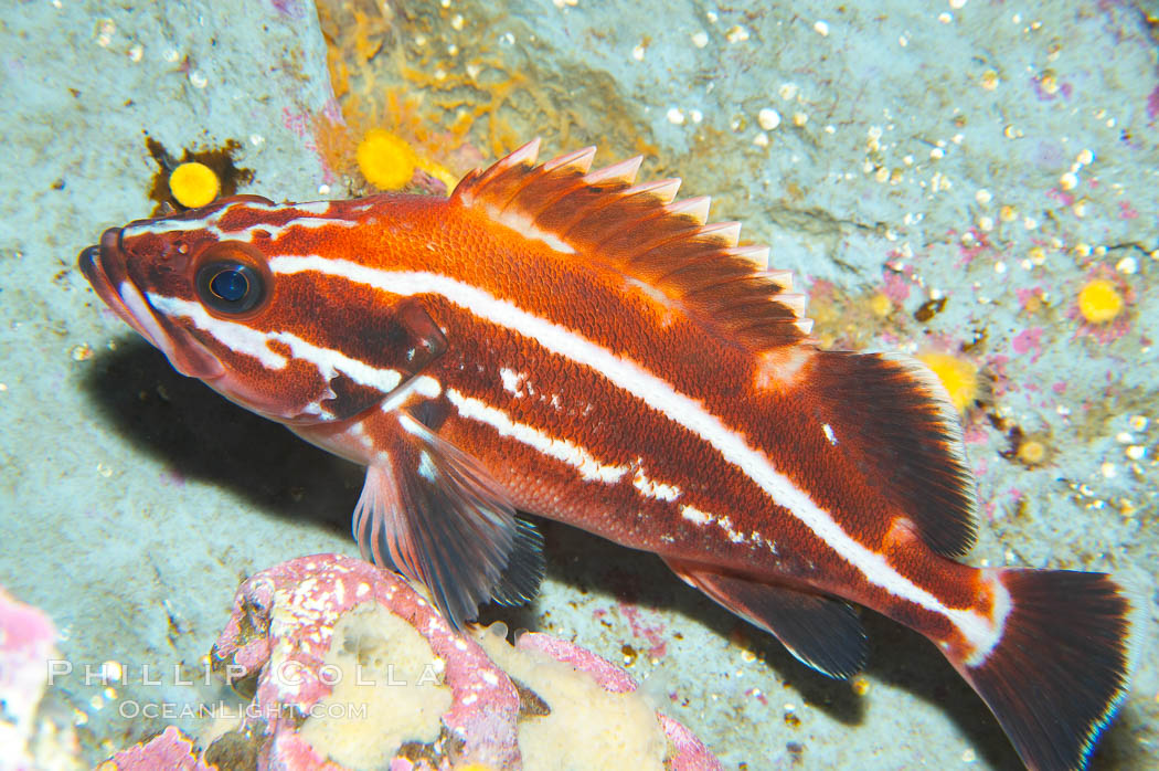 Yelloweye rockfish, juvenile.  The juvenile yelloweye rockfish is black and white and only slowly becomes bright orange after migrating to deep water and maturing., Sebastes ruberrimus, natural history stock photograph, photo id 13698