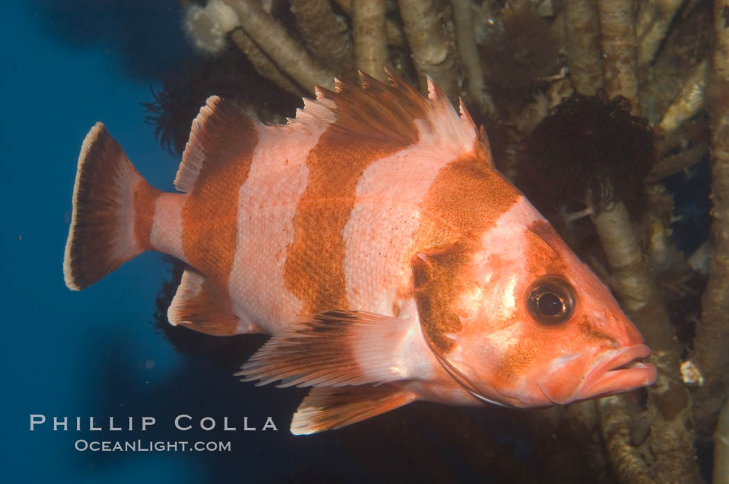 Flag rockfish., Sebastes rubrivinctus, natural history stock photograph, photo id 07864
