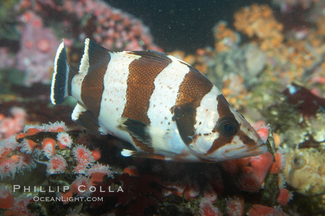 Flag rockfish., Sebastes rubrivinctus, natural history stock photograph, photo id 11788