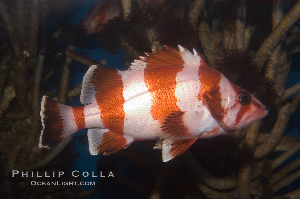 Flag rockfish., Sebastes rubrivinctus, natural history stock photograph, photo id 07867