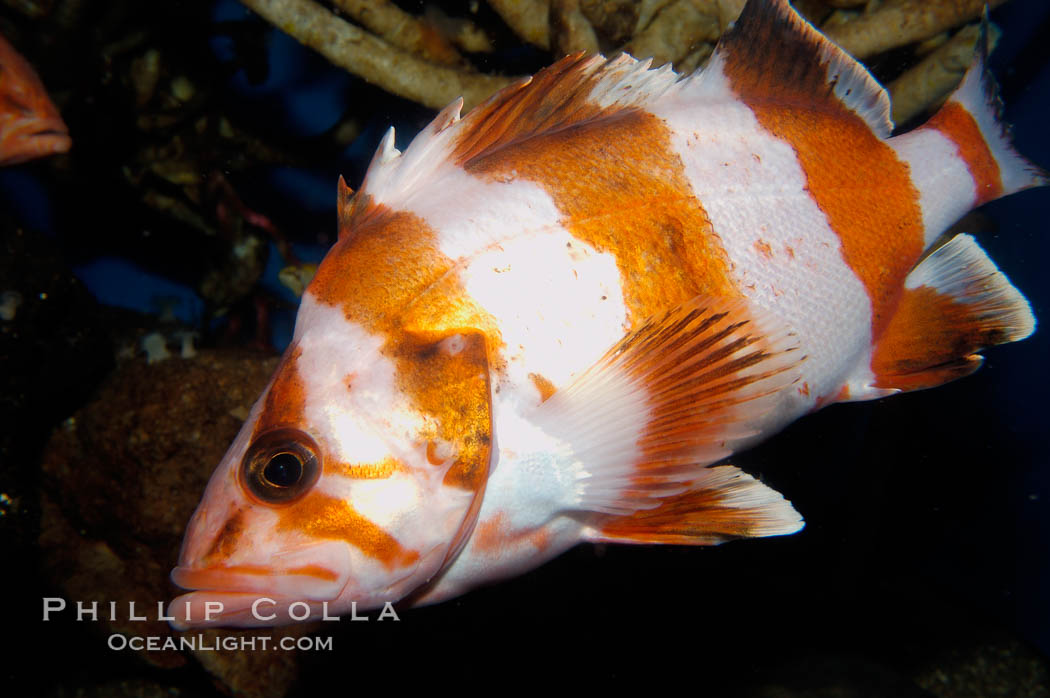 Flag rockfish., Sebastes rubrivinctus, natural history stock photograph, photo id 09461