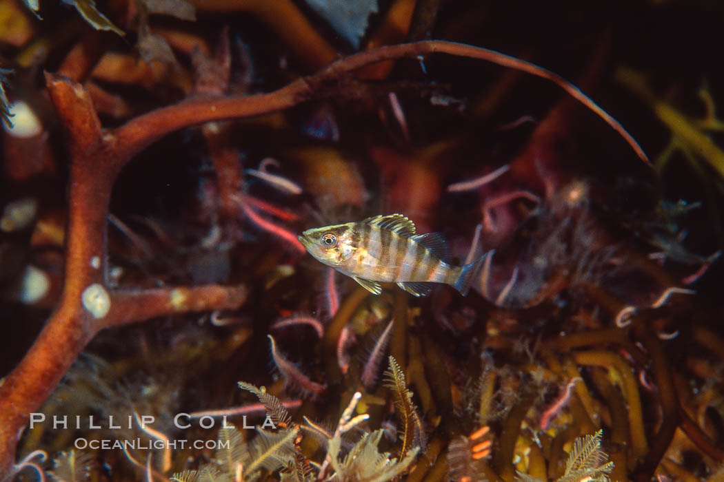 Juvenile treefish among offshore drift kelp, San Diego. California, USA, Sebastes serriceps, natural history stock photograph, photo id 05165