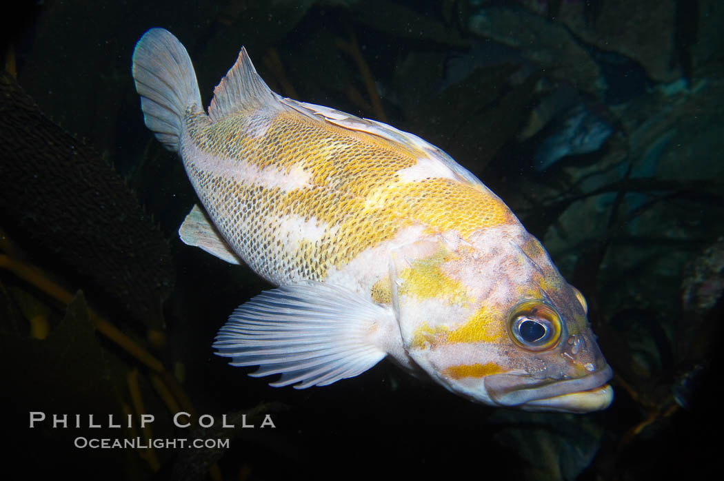 Unidentified rockfish., Sebastes, natural history stock photograph, photo id 14067