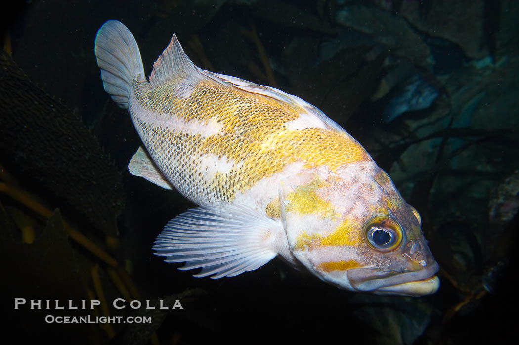 Unidentified rockfish., Sebastes, natural history stock photograph, photo id 14067