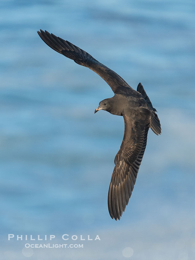 First Winter Juvenile Heermann's Gull in Flight, La Jolla., Larus heermanni, natural history stock photograph, photo id 39775
