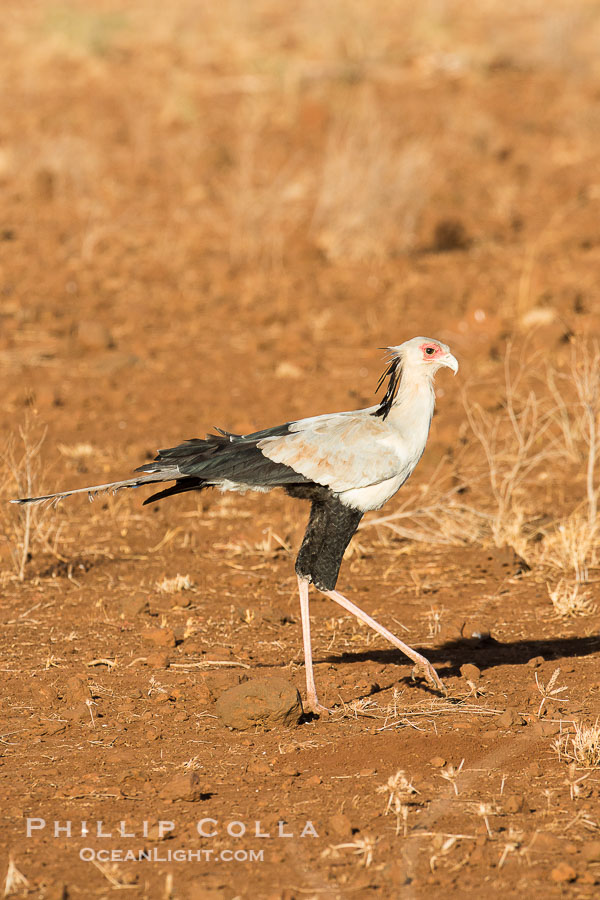 Secretary bird, a large bird of prey in Kenya., Sagittarius serpentarius, natural history stock photograph, photo id 29650