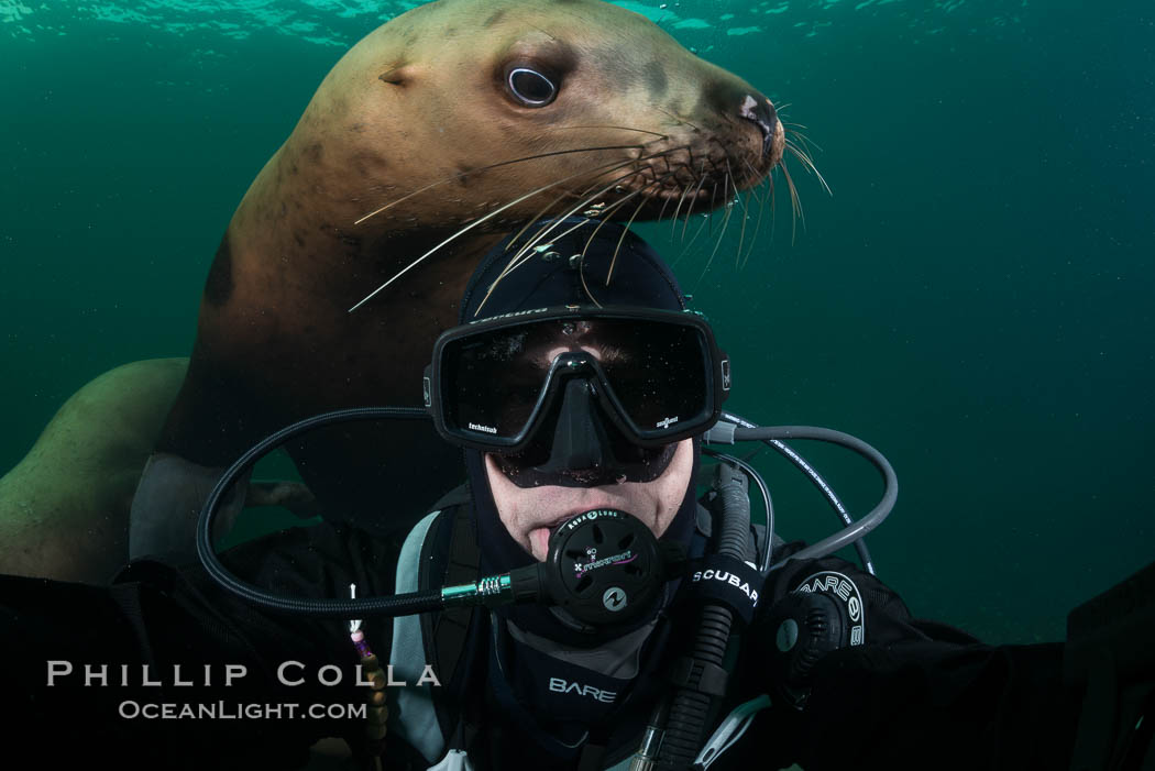 Selfie with Steller sea lion underwater, Norris Rocks, Hornby Island, British Columbia, Canada., Eumetopias jubatus, natural history stock photograph, photo id 32682