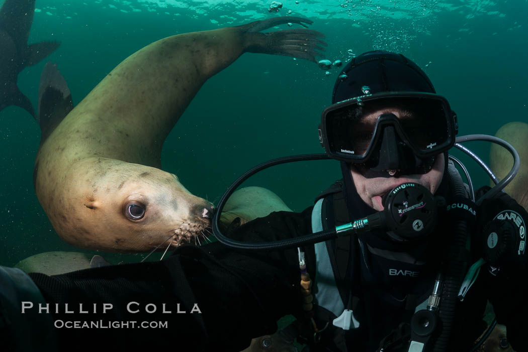 Selfie with Steller sea lion underwater, Norris Rocks, Hornby Island, British Columbia, Canada., Eumetopias jubatus, natural history stock photograph, photo id 32738