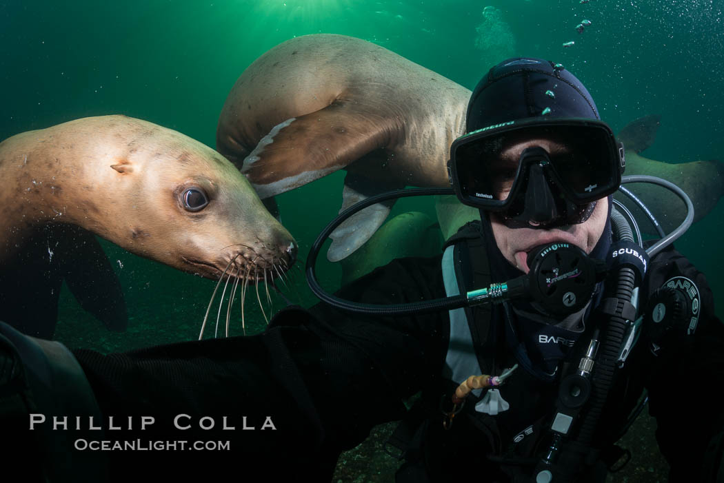 Selfie with Steller sea lion underwater, Norris Rocks, Hornby Island, British Columbia, Canada., Eumetopias jubatus, natural history stock photograph, photo id 32794