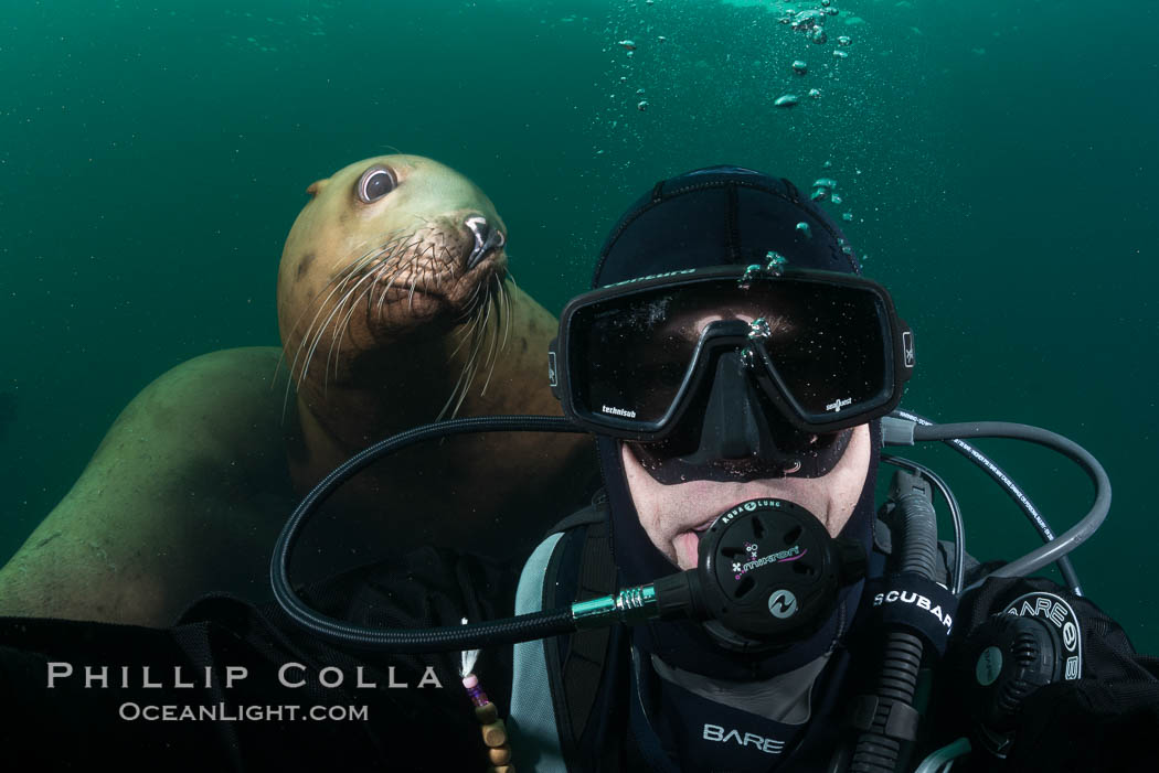 Selfie with Steller sea lion underwater, Norris Rocks, Hornby Island, British Columbia, Canada., Eumetopias jubatus, natural history stock photograph, photo id 32795