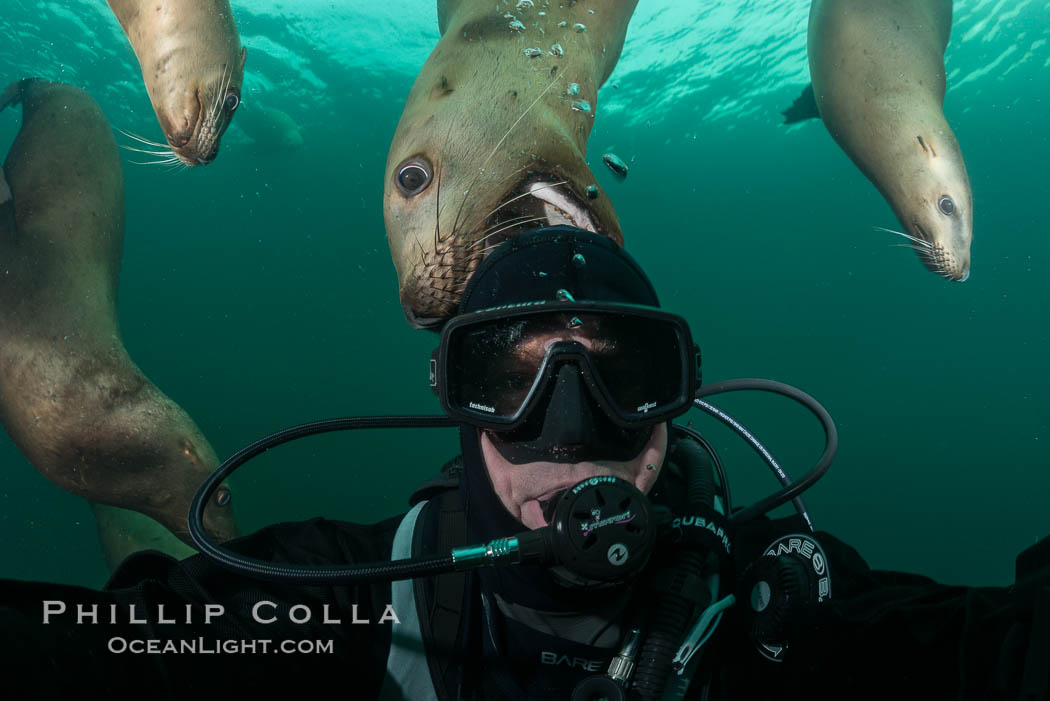 Selfie with Steller sea lion underwater, Norris Rocks, Hornby Island, British Columbia, Canada., Eumetopias jubatus, natural history stock photograph, photo id 32685