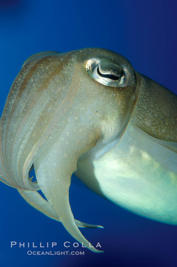 Common cuttlefish., Sepia officinalis, natural history stock photograph, photo id 10301