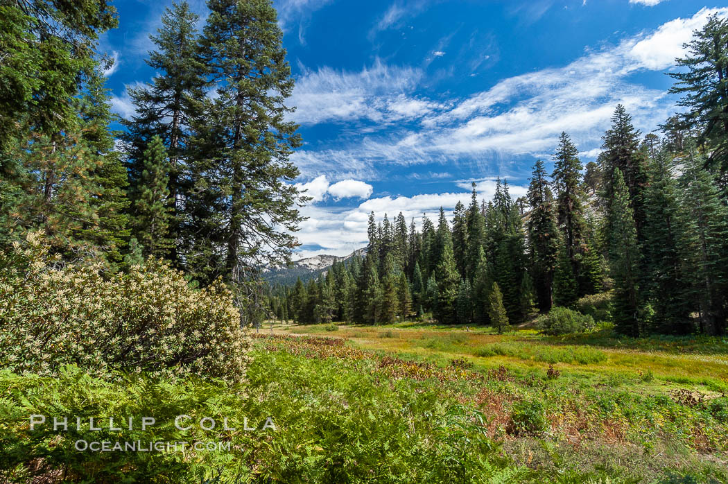 Long Meadow in late summer. Sequoia Kings Canyon National Park, California, USA, natural history stock photograph, photo id 09894