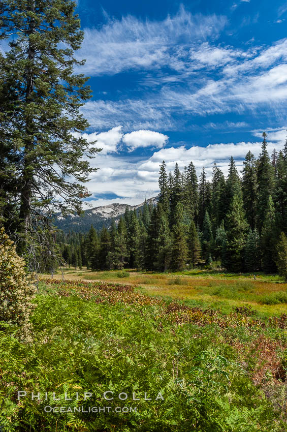 Long Meadow in late summer. Sequoia Kings Canyon National Park, California, USA, natural history stock photograph, photo id 09895