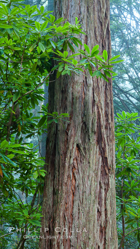 Giant redwood, Lady Bird Johnson Grove, Redwood National Park. The coastal redwood, or simply 'redwood', is the tallest tree on Earth, reaching a height of 379' and living 3500 years or more. It is native to coastal California and the southwestern corner of Oregon within the United States, but most concentrated in Redwood National and State Parks in Northern California, found close to the coast where moisture and soil conditions can support its unique size and growth requirements. USA, Sequoia sempervirens, natural history stock photograph, photo id 26390