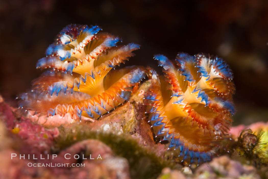 Serpulid polychaete Christmas Tree Worm, Sea of Cortez. Isla Espiritu Santo, Baja California, Mexico, natural history stock photograph, photo id 33782