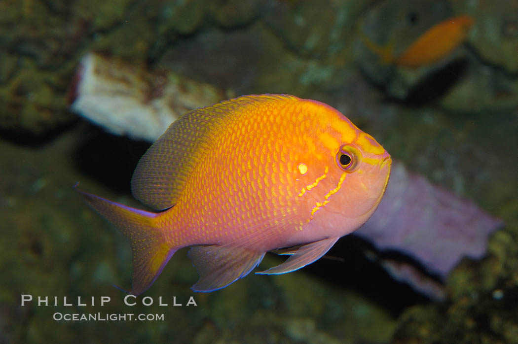 Sunburst anthias., Serranocirrhitus latus, natural history stock photograph, photo id 08867
