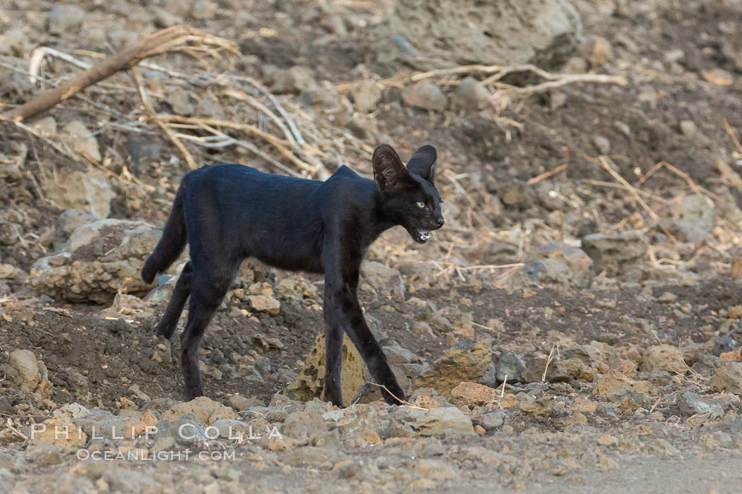 Serval cat, melanistic variation, Meru National Park, Kenya., Leptailurus serval, natural history stock photograph, photo id 29691