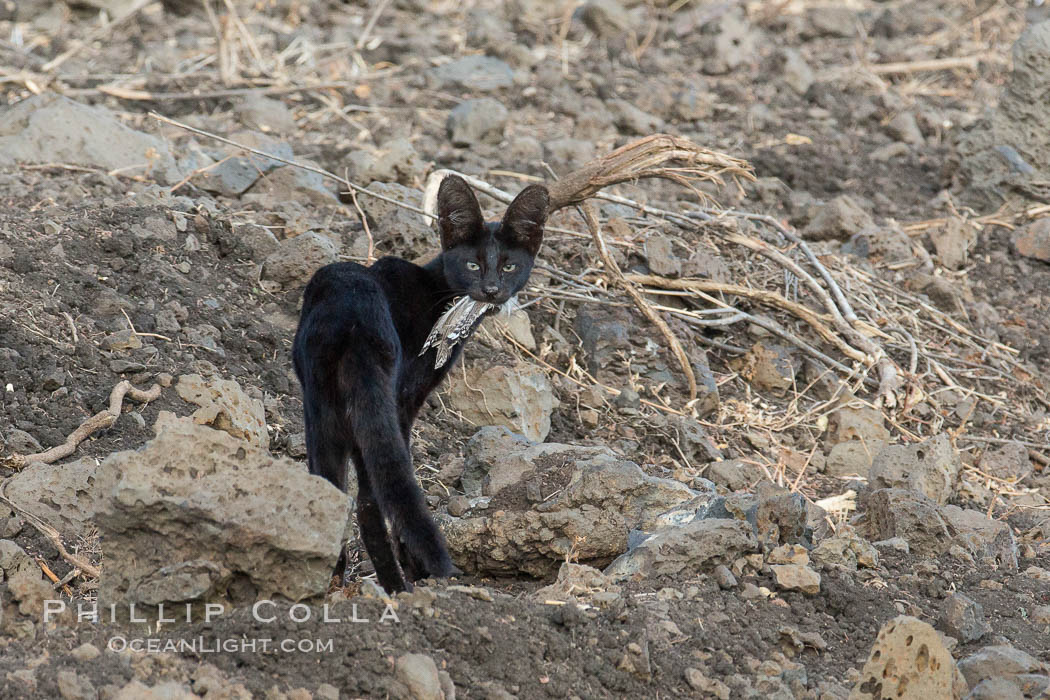 Serval cat, melanistic variation (all black) with prey, Meru National Park, Kenya., Leptailurus serval, natural history stock photograph, photo id 29689