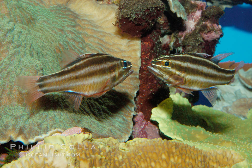 Sevenstriped cardinalfish., Apogon novemfasciatus, natural history stock photograph, photo id 09363
