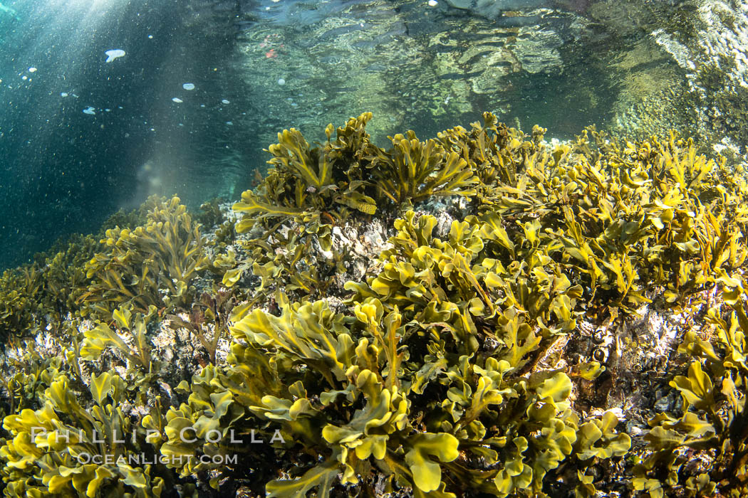Shallow water reef with coniferous forest hanging over the water, Browning Pass, Vancouver Island. British Columbia, Canada, natural history stock photograph, photo id 35308