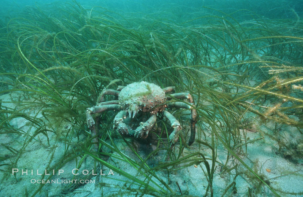 Sheep crab. Catalina Island, California, USA, Loxorhynchus grandis, natural history stock photograph, photo id 05394