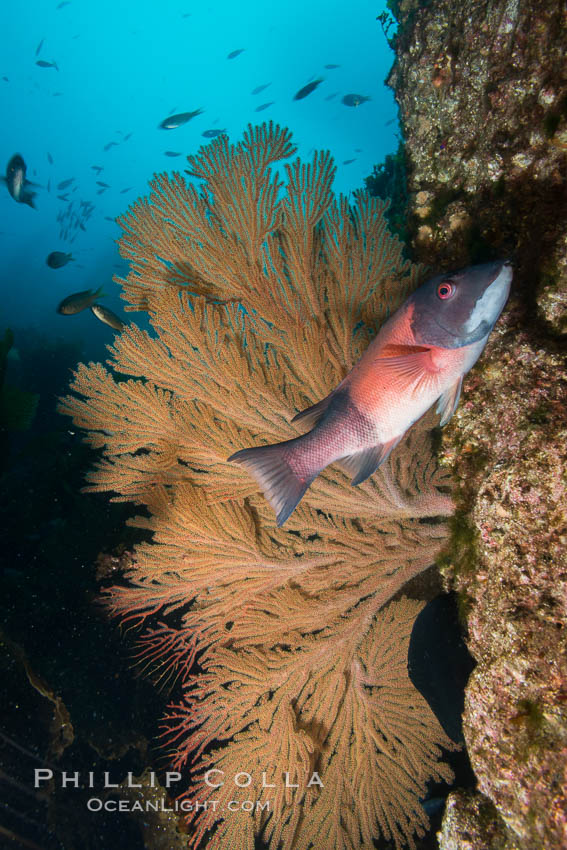 California golden gorgonian and Sheephead wrasse fishes on rocky reef, below kelp forest, underwater. The golden gorgonian is a filter-feeding temperate colonial species that lives on the rocky bottom at depths between 50 to 200 feet deep. Each individual polyp is a distinct animal, together they secrete calcium that forms the structure of the colony. Gorgonians are oriented at right angles to prevailing water currents to capture plankton drifting by. San Clemente Island, USA, Semicossyphus pulcher, natural history stock photograph, photo id 30888