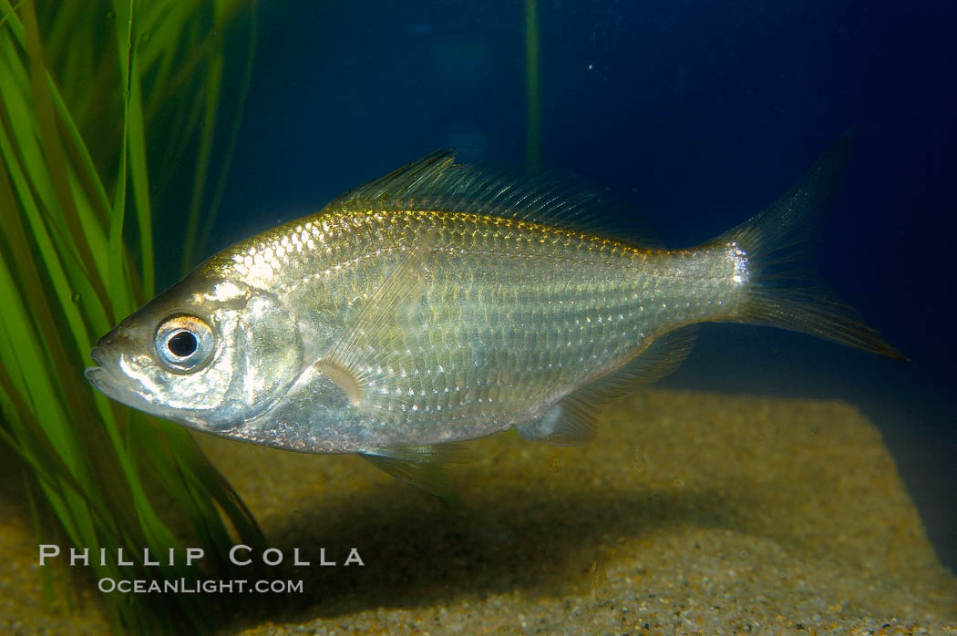 Shiner perch., Cymatogaster aggregata, natural history stock photograph, photo id 09812