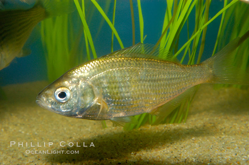 Shiner perch., Cymatogaster aggregata, natural history stock photograph, photo id 09811