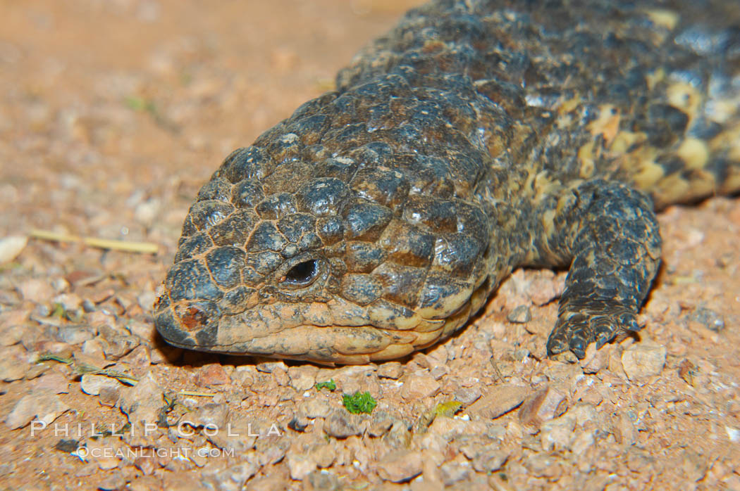 Shingleback lizard.  This lizard has a fat tail shaped like its head, which can fool predators into attacking the wrong end of the shingleback., Trachydosaurus, natural history stock photograph, photo id 12572