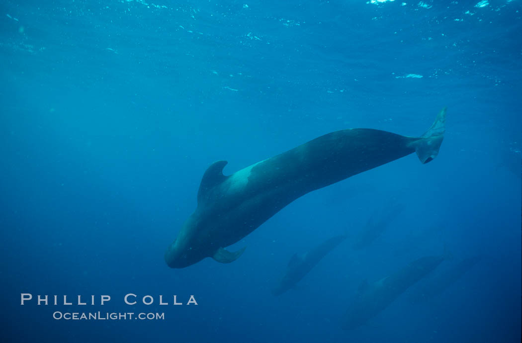 Short fin pilot whale, Sea of Cortez., Globicephala macrorhynchus, natural history stock photograph, photo id 00104