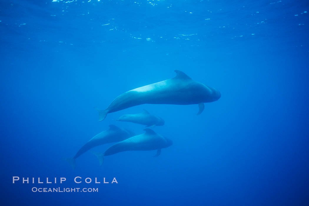 Short-finned pilot whales. Sao Miguel Island, Azores, Portugal, Globicephala macrorhynchus, natural history stock photograph, photo id 02085