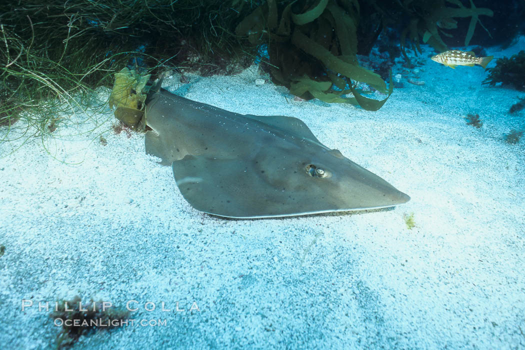 Shovelnose guitar fish (ray), San Benito Islands. San Benito Islands (Islas San Benito), Baja California, Mexico, Rhinobatos productus, natural history stock photograph, photo id 05790