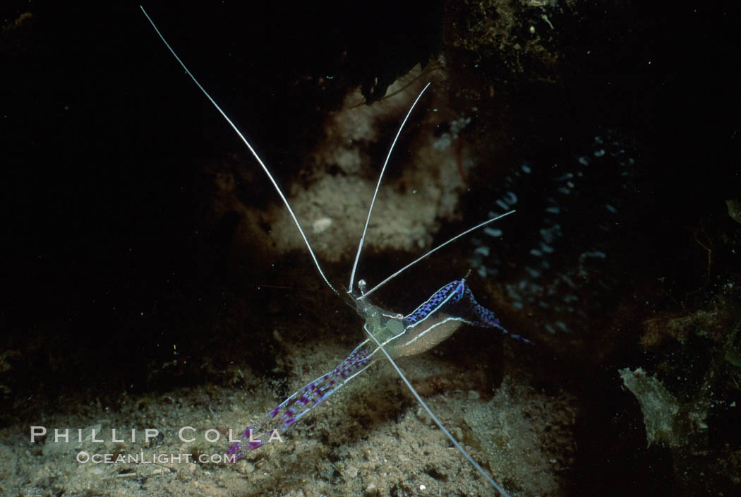 Unidentified shrimp. Roatan, Honduras, natural history stock photograph, photo id 05393