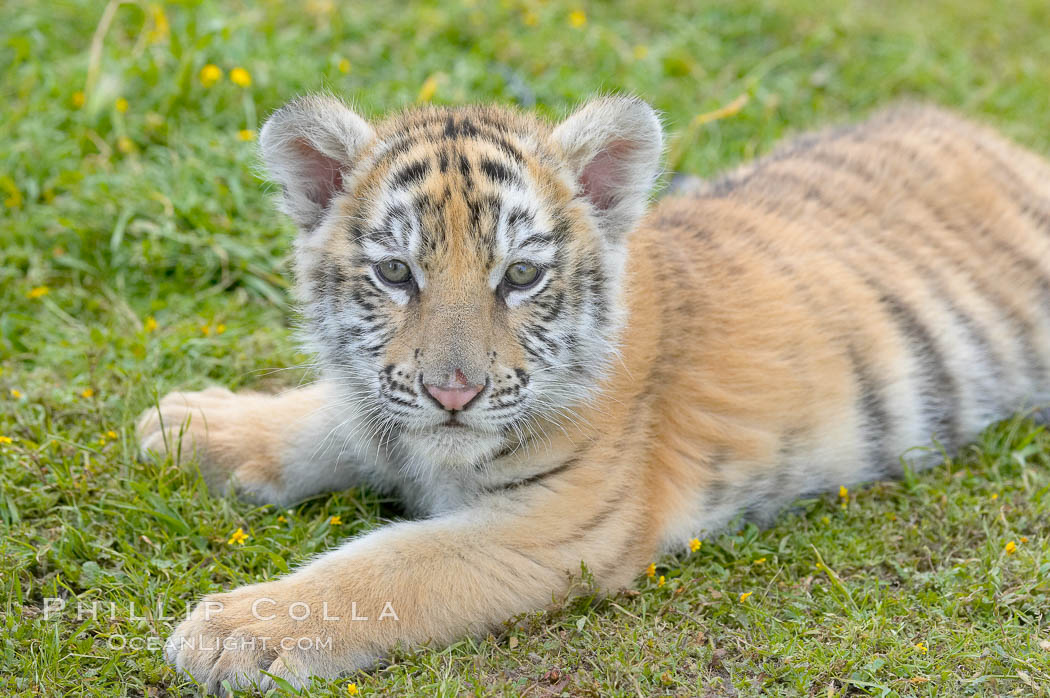 Siberian tiger cub, male, 10 weeks old., Panthera tigris altaica, natural history stock photograph, photo id 16002