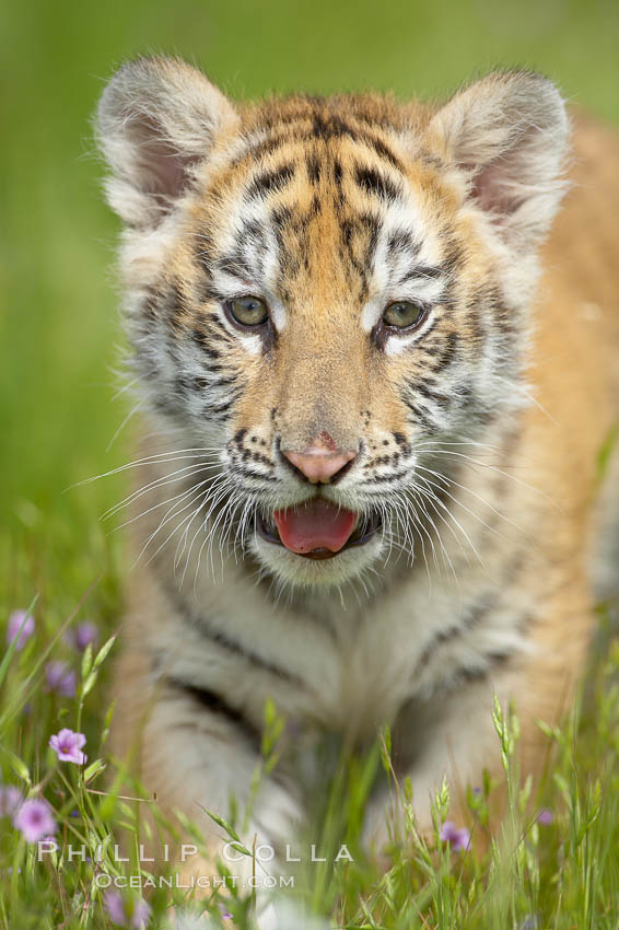 Siberian tiger cub, male, 10 weeks old., Panthera tigris altaica, natural history stock photograph, photo id 15988